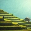 ¿Por qué los asiáticos comen tanto arroz?